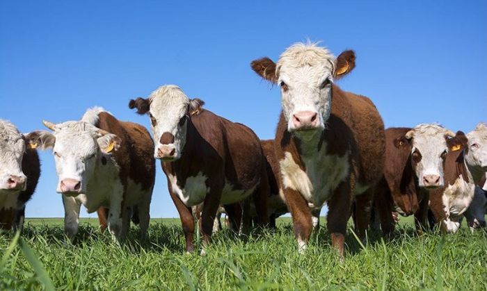 El consumo de carne artificial podría reducir el calentamiento global