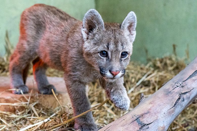 Los cachorros de puma y una problemática frecuente