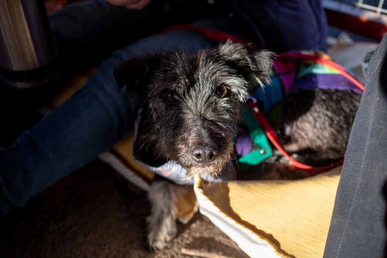 Se realizó una nueva Feria de Adopciones y vacunación antirrábica en el Andino