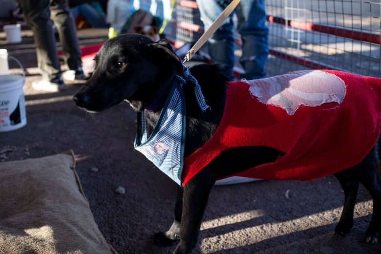 Se realizó una nueva Feria de Adopciones y vacunación antirrábica en el Andino