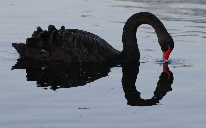 El cisne negro