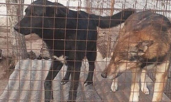 Huinca Renancó: perros de la vía pública son trasladados al refugio municipal