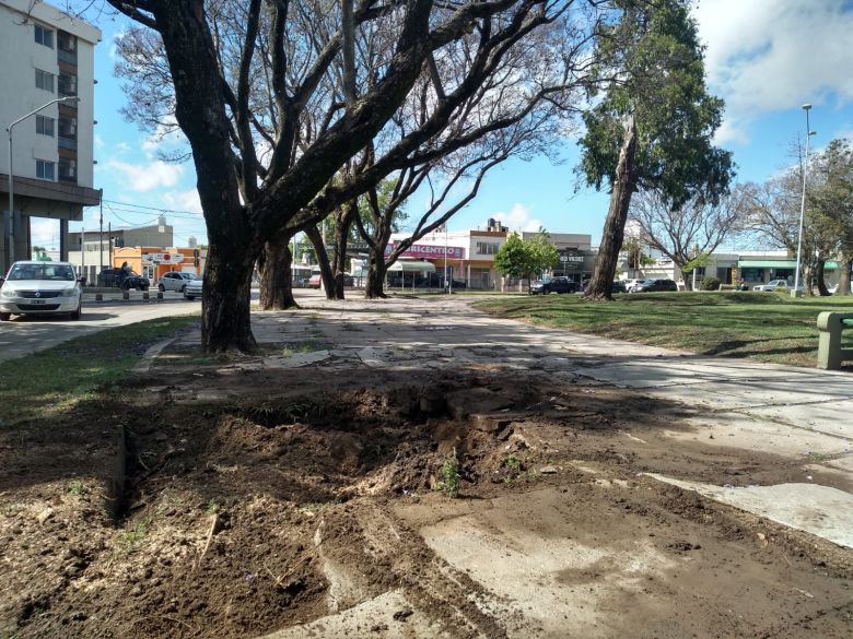 Reemplazo de arboles en la plaza General Paz