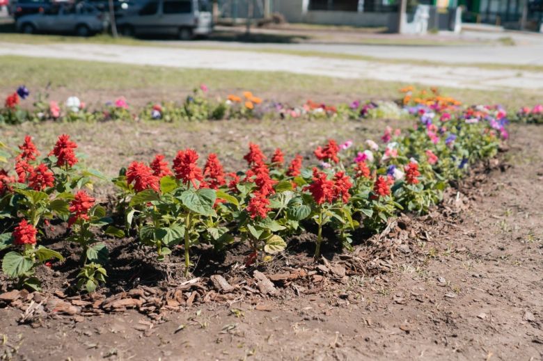 Octubre Rosa: intervención paisajística en Plaza General Paz