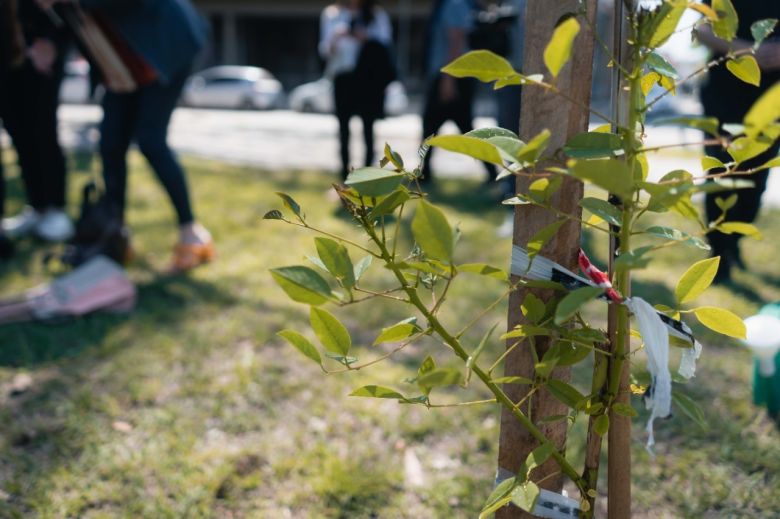 Octubre Rosa: intervención paisajística en Plaza General Paz