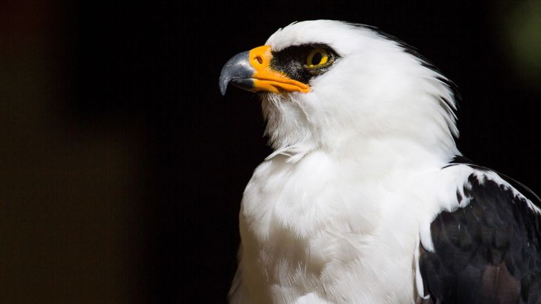 Descubren el primer nido de águila viuda para Argentina en un Área Protegida