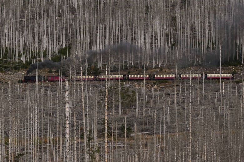 El tren, el bosque y el escarabajo