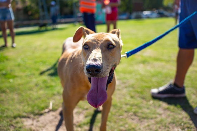 Se realizará una nueva Feria de Adopciones en el Parque del Centro Cívico