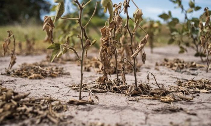 Piden a la Nación homologar la emergencia agropecuaria en la Provincia