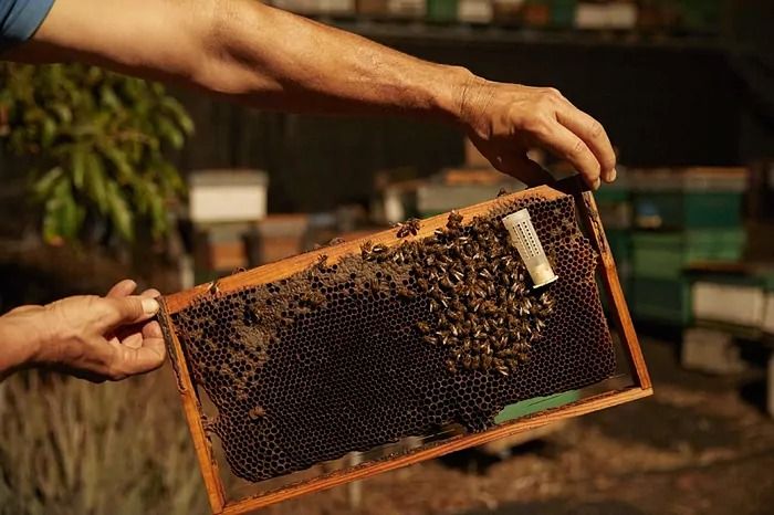 Una de cada 10 especies puede extinguirse a finales de siglo