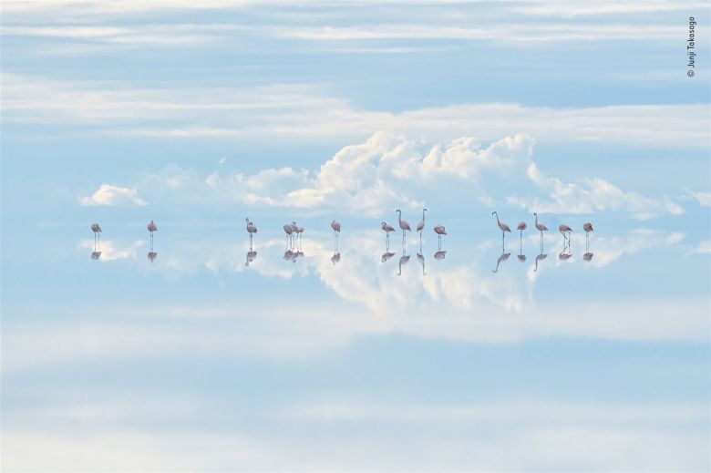 Flamencos entre las nubes