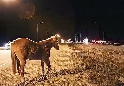 Dos accidentes con caballos sueltos en la ruta 8