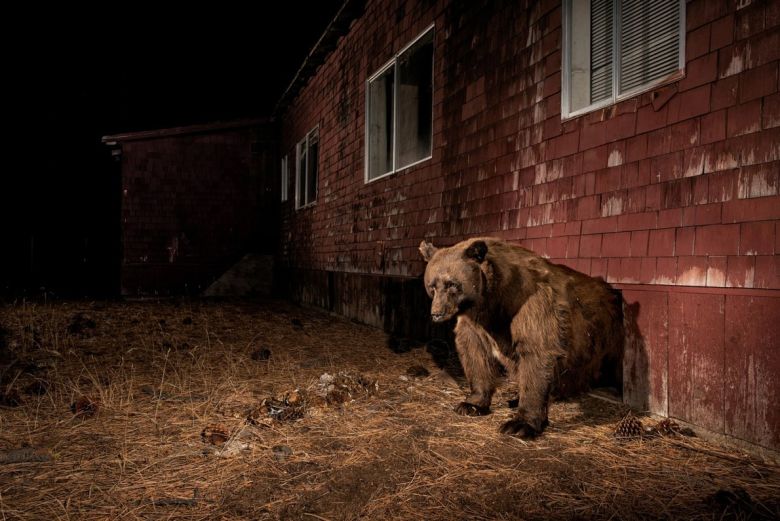 Las mejores fotos de vida silvestre del 2022