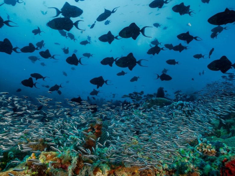 Las mejores fotos de vida silvestre del 2022