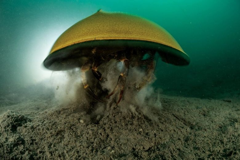 Las mejores fotos de vida silvestre del 2022