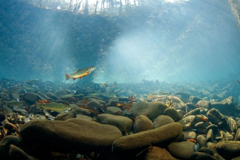 Las mejores fotos de vida silvestre del 2022