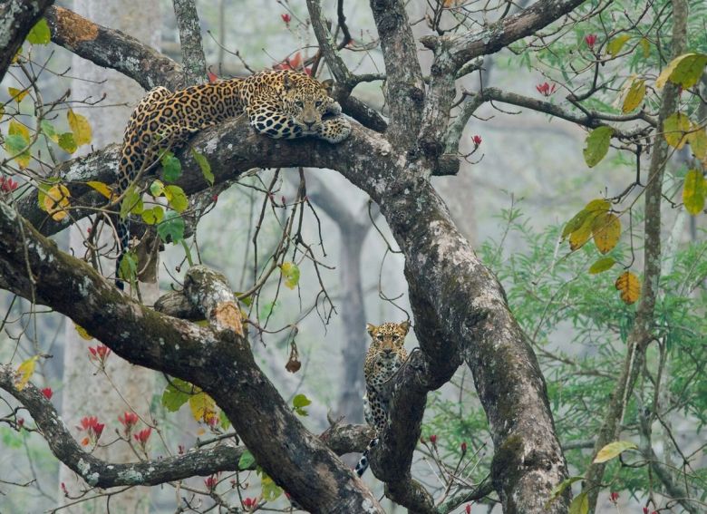 Las mejores fotos de vida silvestre del 2022