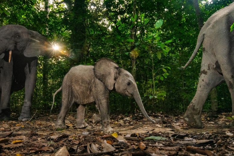 Las mejores fotos de vida silvestre del 2022