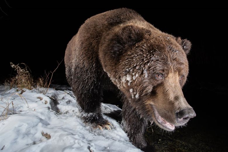 El oso de hielo