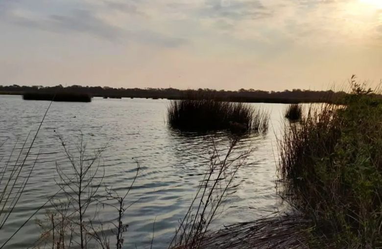 Se detectó segundo caso de influenza aviar en dos patos silvestres en Córdoba