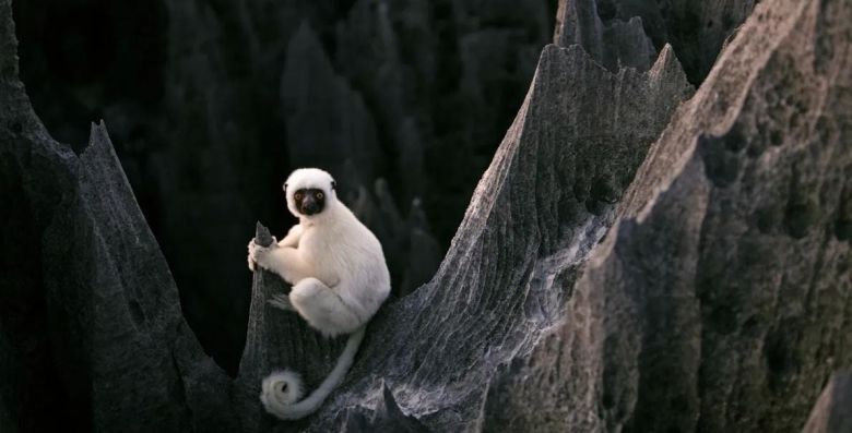 Lémur sifaka de Decken 