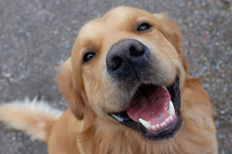 Las mascotas ayudan a proteger el cerebro a medida que se envejece 