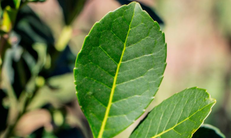 Productores de té y yerba mate reclaman mayor previsibilidad para los obreros rurales del país