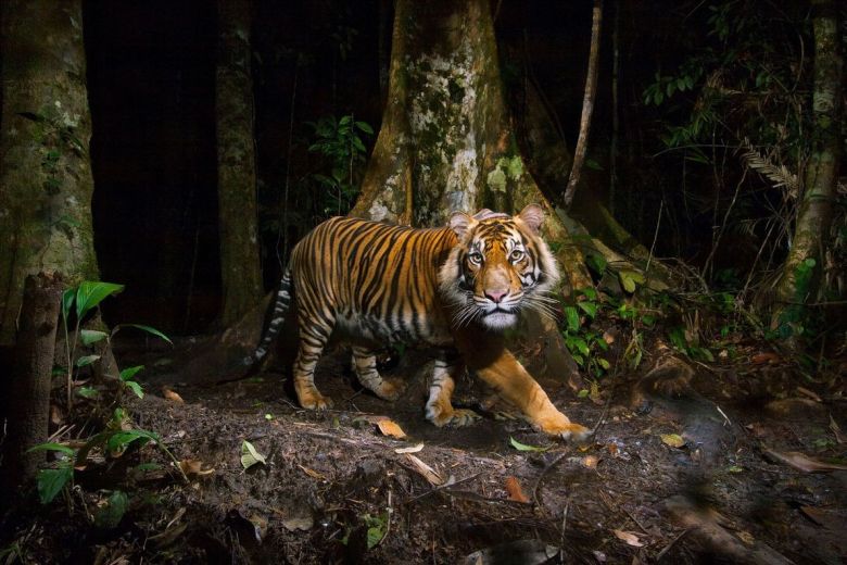 El tigre de Sumatra