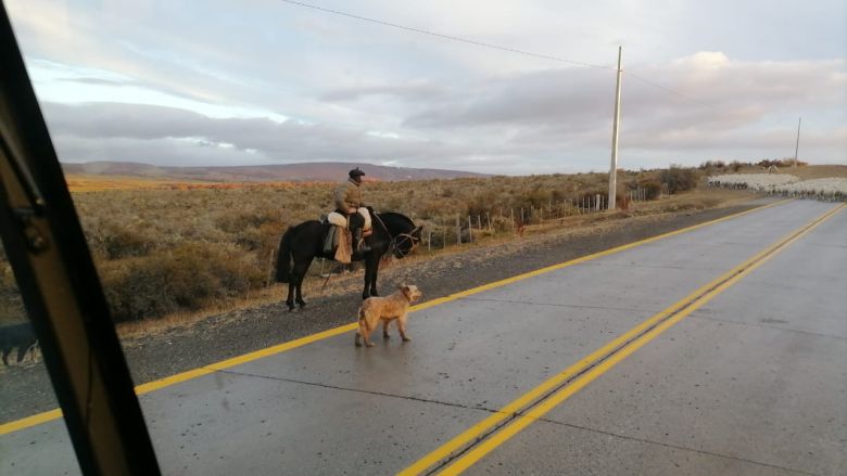 El periodista Alejandro Polizzo, describió la cultura de la Trashumancia en Neuquén