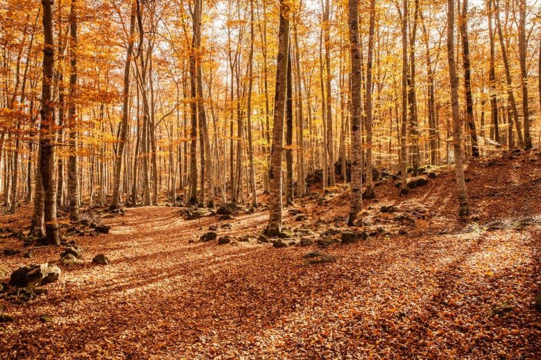 FAGEDA D'EN JORDÀ