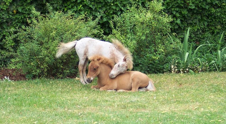 Una familia argentina cría caballos de miniatura y los venden como mascotas al mundo