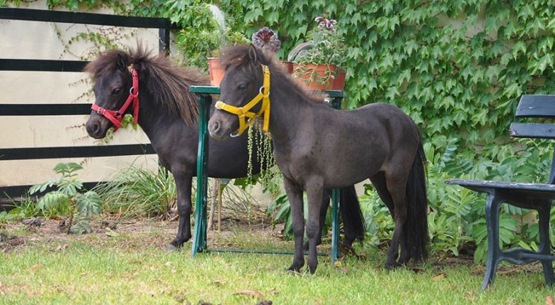 Una familia argentina cría caballos de miniatura y los venden como mascotas al mundo