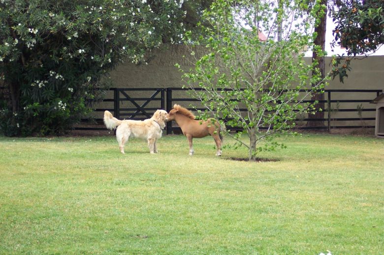 Una familia argentina cría caballos de miniatura y los venden como mascotas al mundo