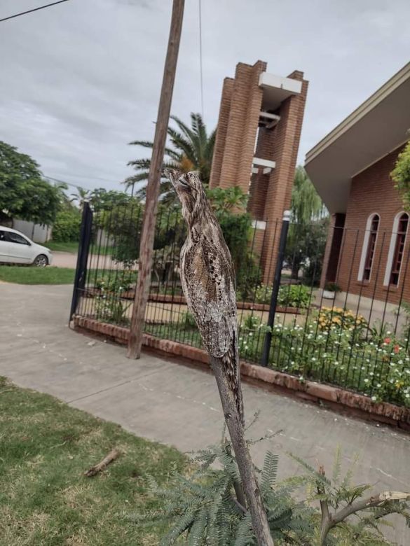 Un ejemplar de Kakuy se dejó ver y fotografiar por una docente chaqueña a plena luz del día