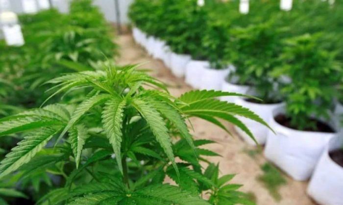 Cannabis medicinal: realizan primera cosecha de INTA en el país