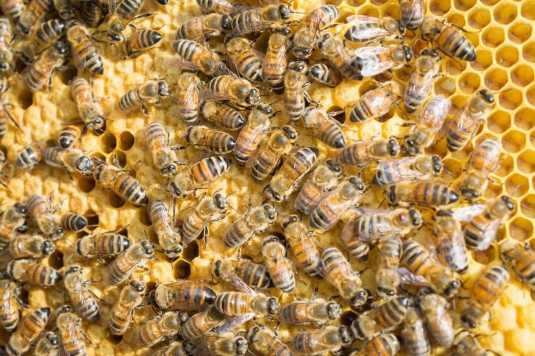 Abejas melíferas: los polinizadores por excelencia