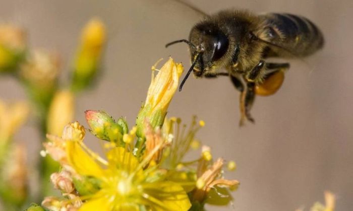 Abejas melíferas: los polinizadores por excelencia