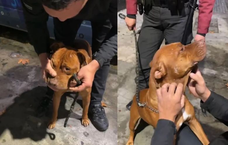 Marixa Balli vivió un tenso momento al intentar recuperar un perro robado: gritos, empujones y escándalo