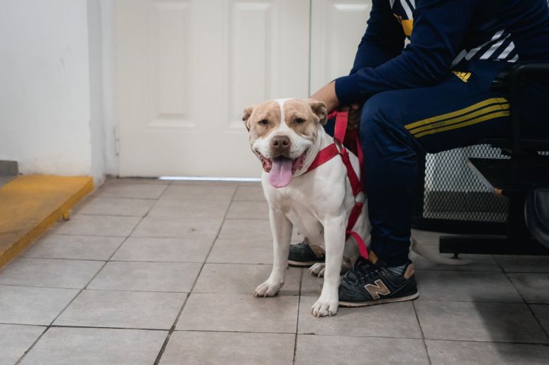 Nueva edición de la Feria de adopciones de mascotas con jornada de Vacunación Antirrábica 