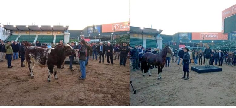 Ingresaron los dos primeros animales a Palermo: Un toro Shorthorn y un Caballo Criollo