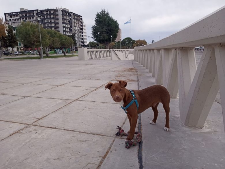 Atropellaron a su perrito y Carlos necesita ayuda para continuar con su aventura en bicicleta