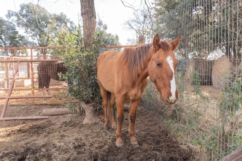 Paso a paso, cómo hay que hacer para adoptar un equino