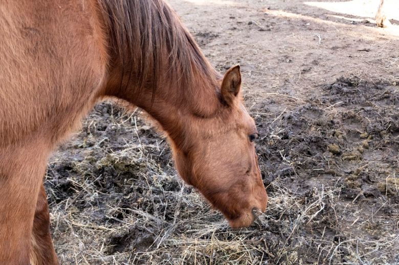 Paso a paso, cómo hay que hacer para adoptar un equino