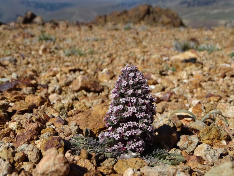 Una riocuartense con una vida de ensueños entre la montaña, las plantas y su perra “Chocolina”