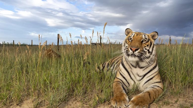 Las rayas del tigre