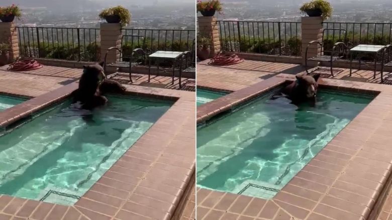 Encontraron a un oso en el jacuzzi de una casa durante la ola de calor en California