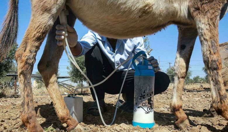 Investigadores locales recibieron $ 51 millones para producir leche en polvo de burra