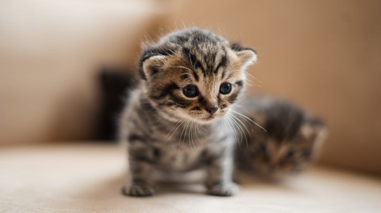 Día Internacional del Gato: la razón por la cual se celebra a estos felinos tres veces al año