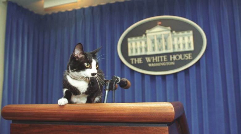 Día Internacional del Gato: la razón por la cual se celebra a estos felinos tres veces al año