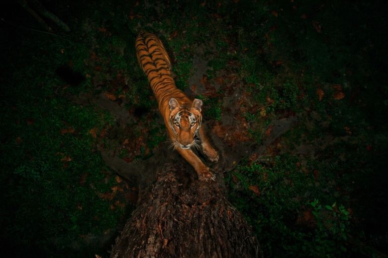 ¿Cuántas rayas tienen los tigres?